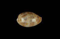 藏品(山貓寶螺)的圖片